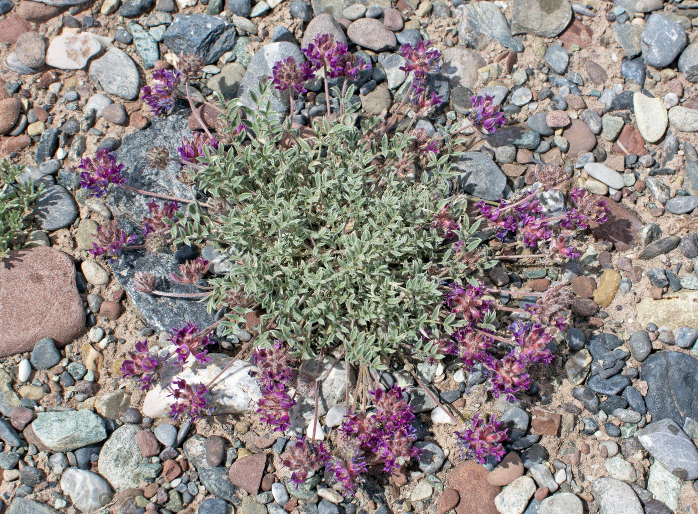 Image of genus Oxytropis specimen.