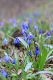 Scilla siberica