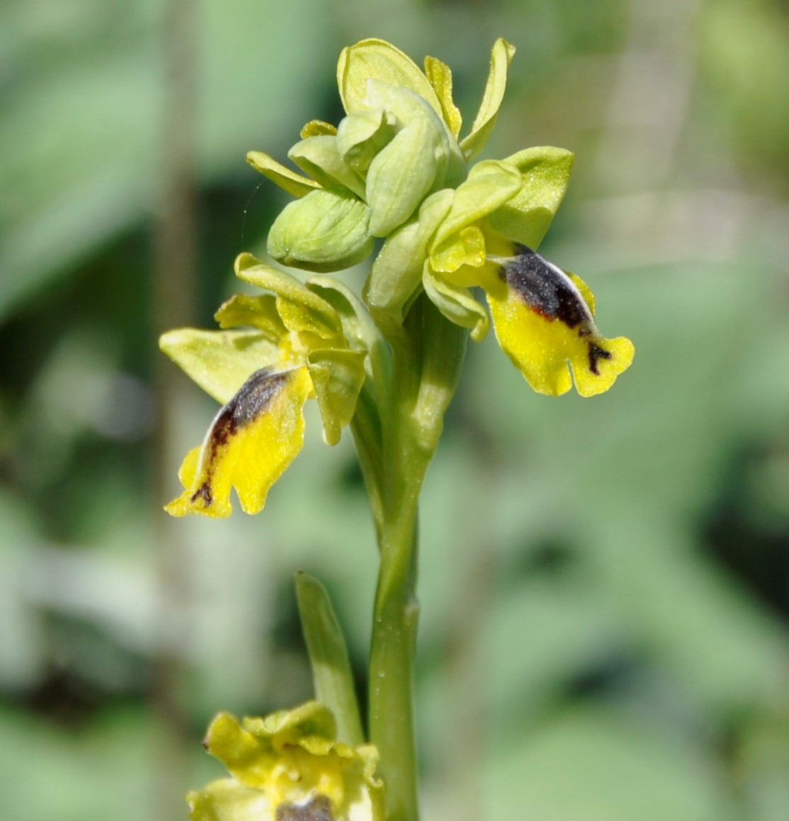 Изображение особи Ophrys lutea ssp. galilaea.