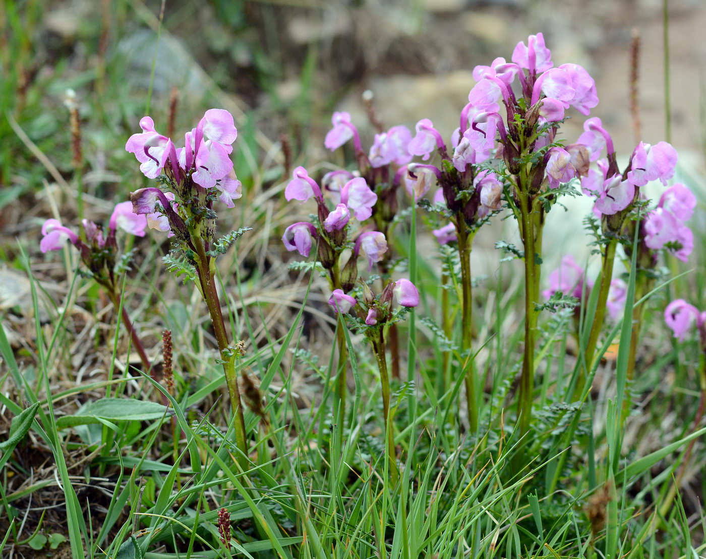 Изображение особи Pedicularis rhinanthoides.