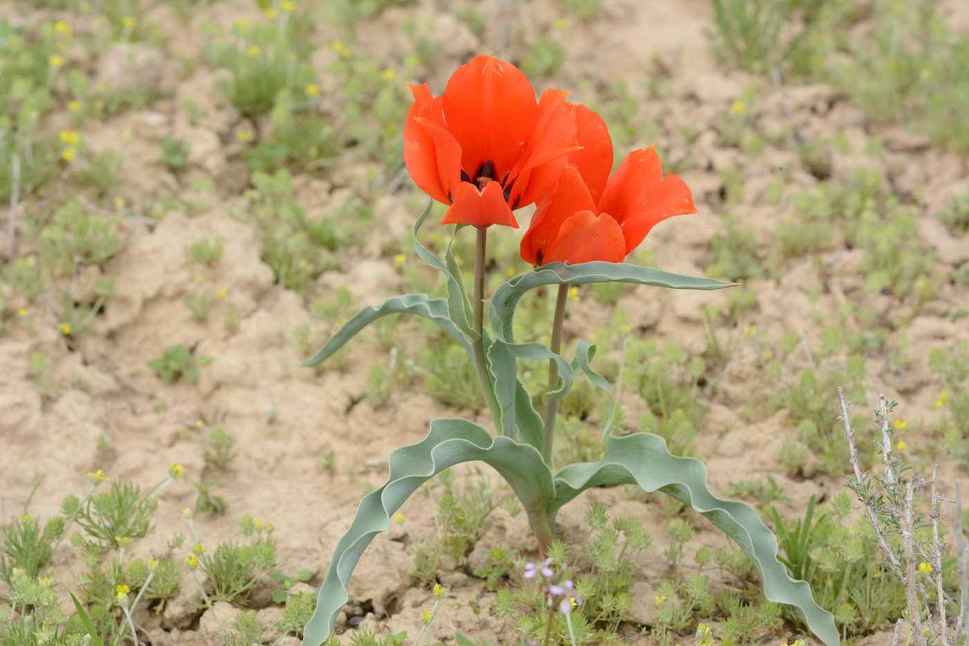 Изображение особи Tulipa borszczowii.