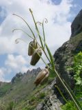 Fritillaria olgae