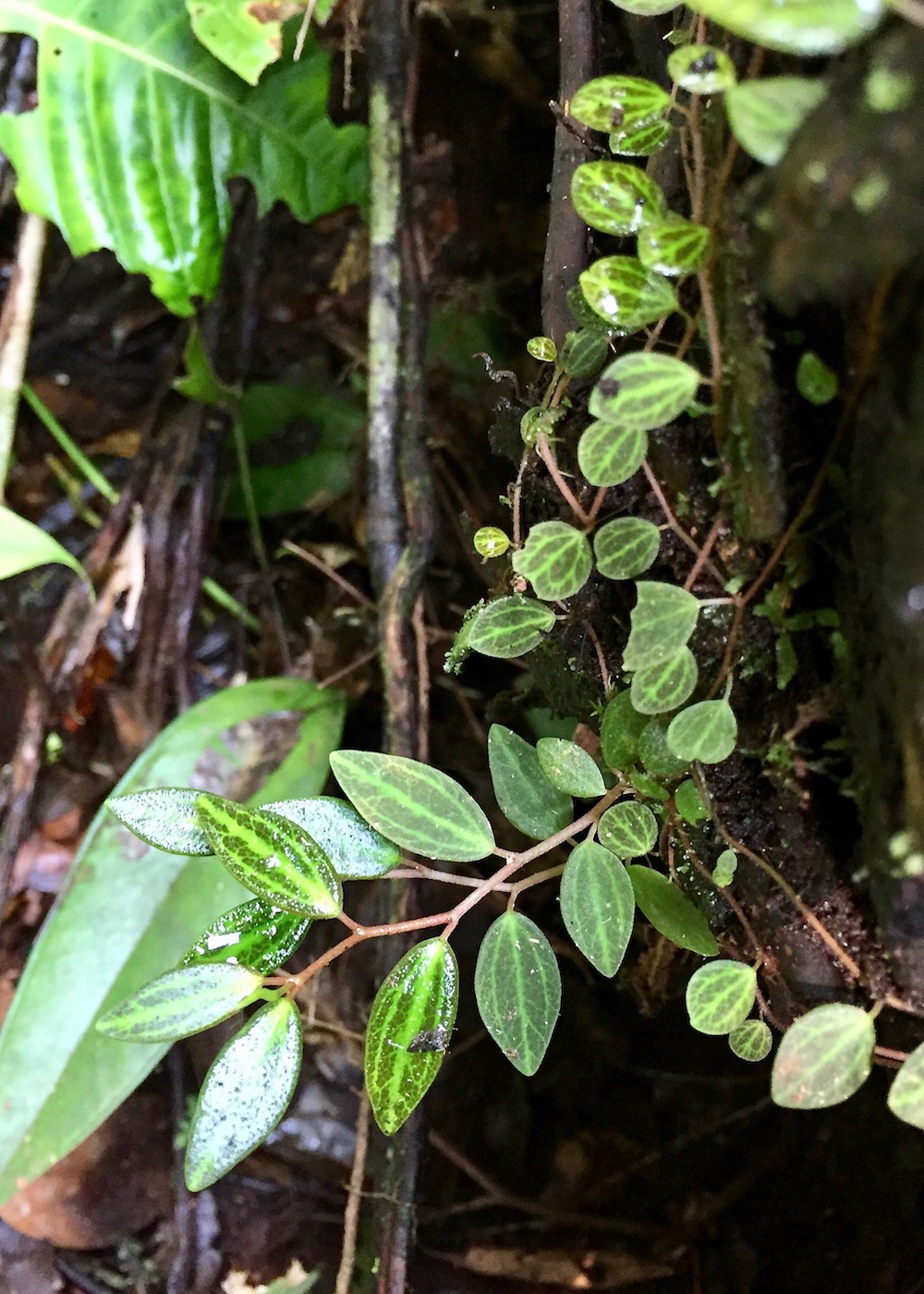 Image of Peperomia jamesoniana specimen.