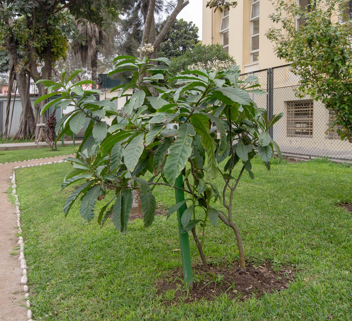 Image of Solanum sessile specimen.