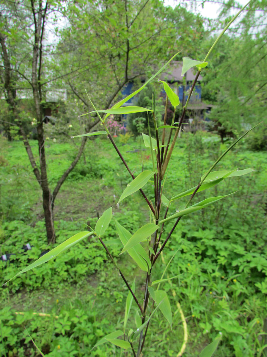 Изображение особи Sinarundinaria nitida.