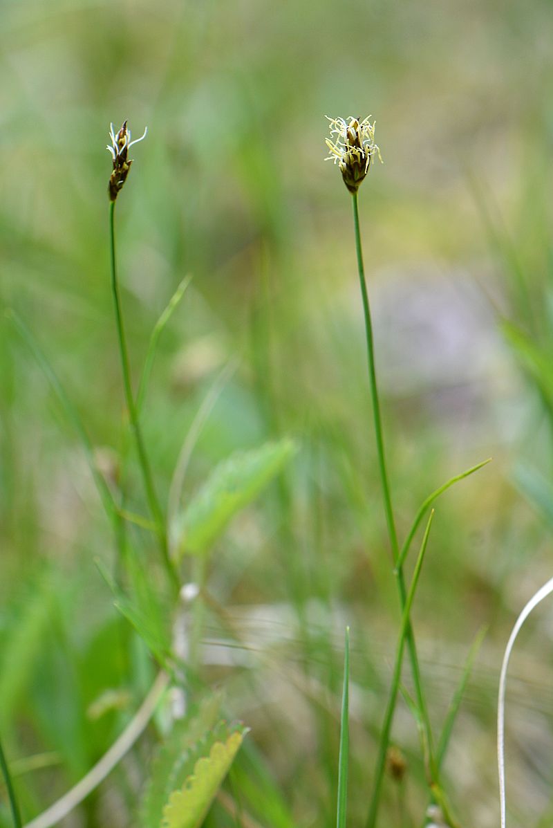 Image of Carex praecox specimen.