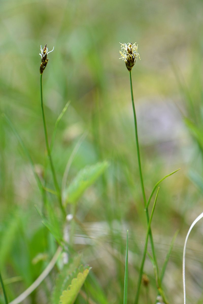 Изображение особи Carex praecox.