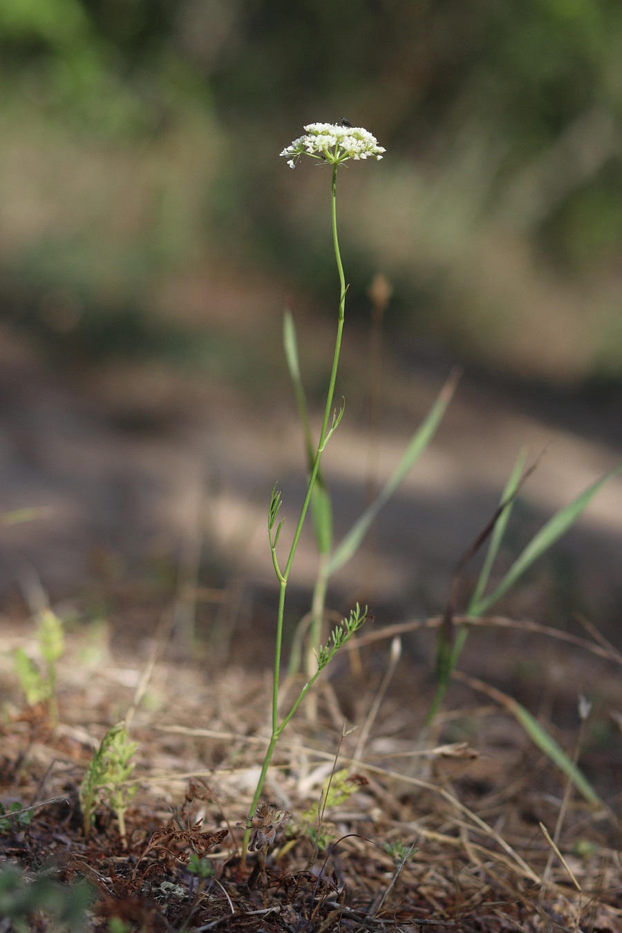 Image of Oenanthe pimpinelloides specimen.