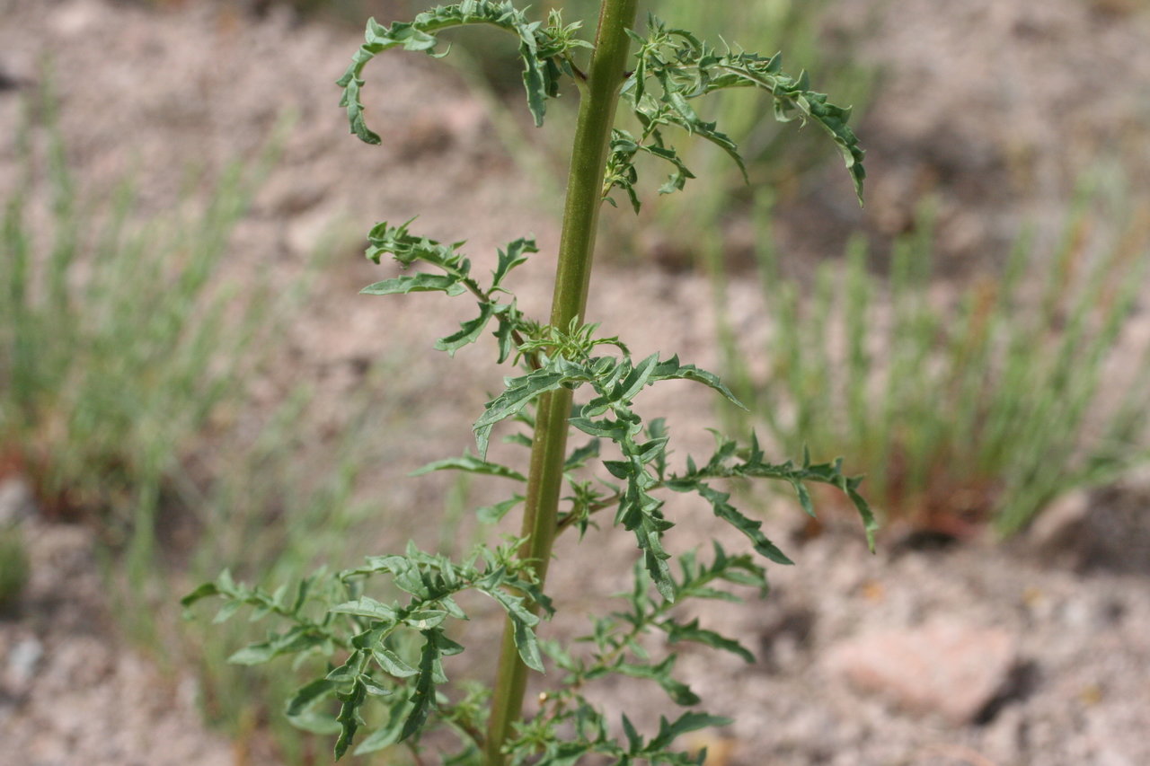 Изображение особи Verbascum roripifolium.