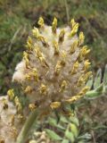 Astragalus maximus. Отцветшее соцветие. Кабардино-Балкария, Эльбрусский р-н, окр. с. Нейтрино, ок. 1850 м н.у.м., сухой склон. 08.07.2020.