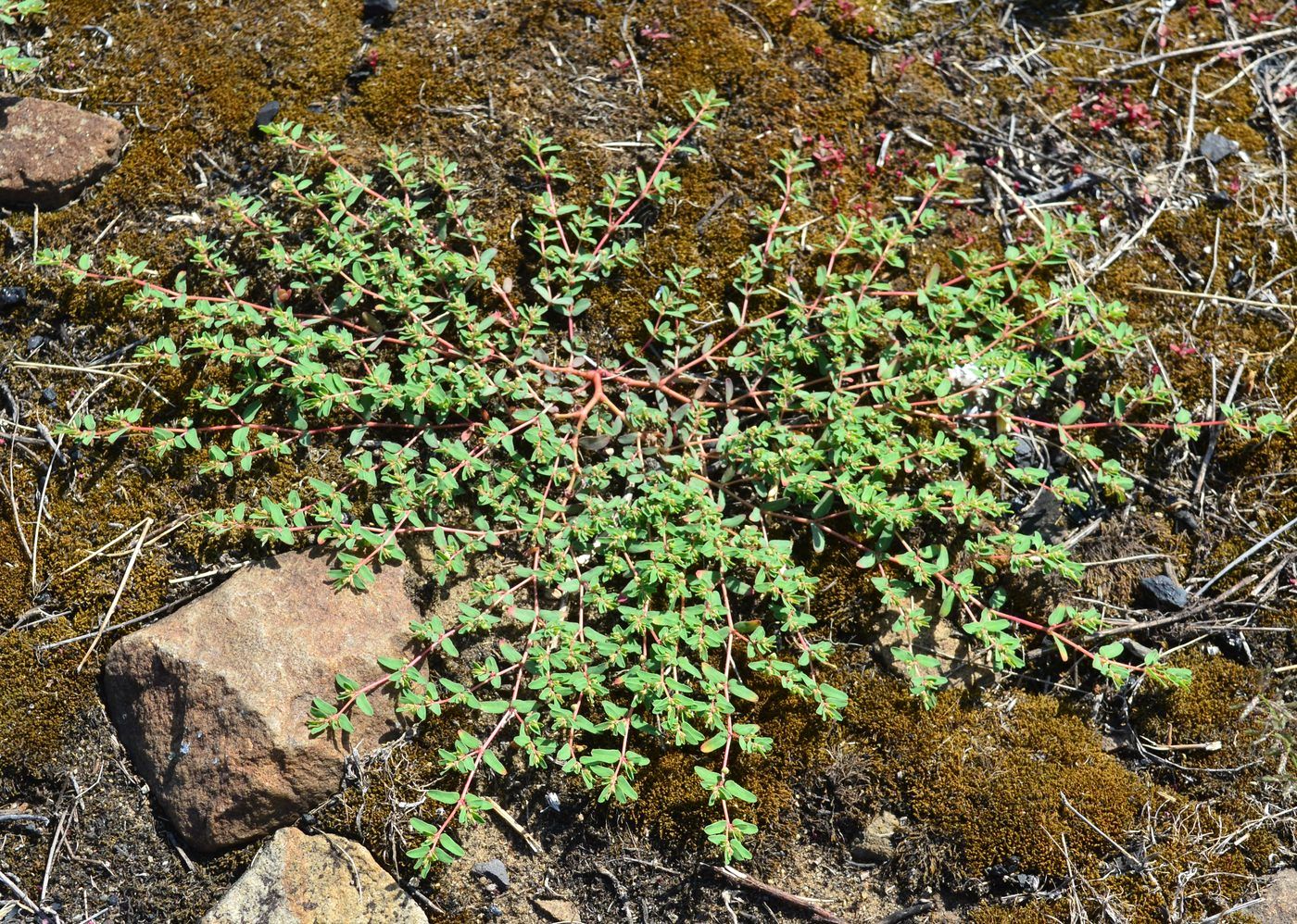 Изображение особи Euphorbia glyptosperma.