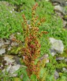 Rumex alpinus. Верхушка плодоносящего растения. Карачаево-Черкесия, окр. Теберды, ущелье р. Азгек, берег ручья. 02.09.2019.