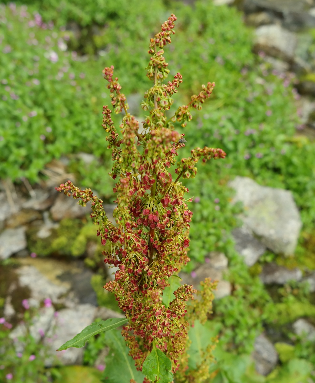 Image of Rumex alpinus specimen.