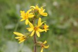 Ligularia sibirica