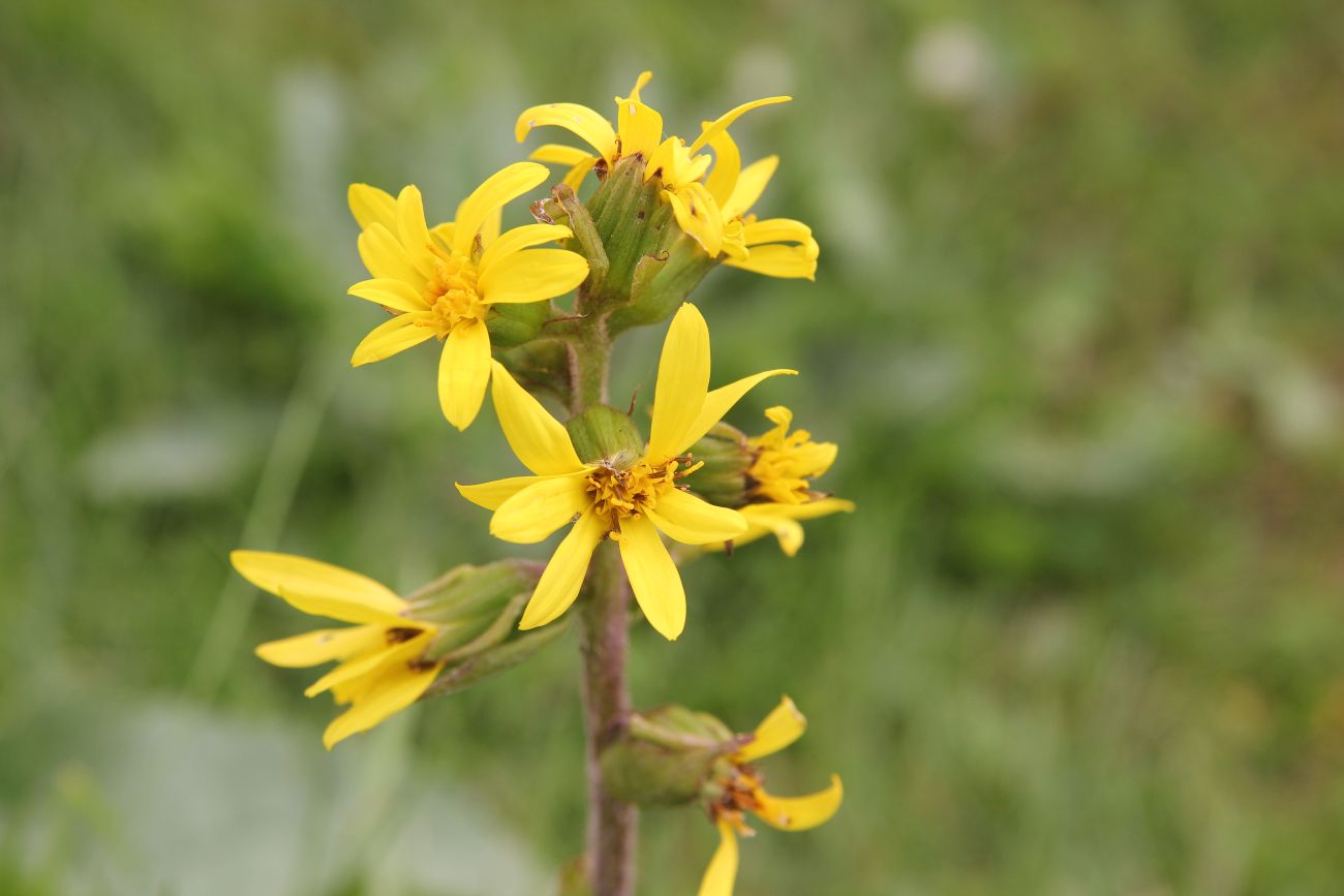 Image of Ligularia sibirica specimen.