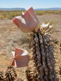 Hoodia gordonii