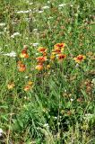 Gaillardia aristata
