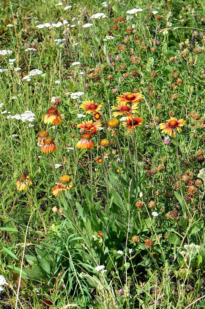 Изображение особи Gaillardia pulchella.