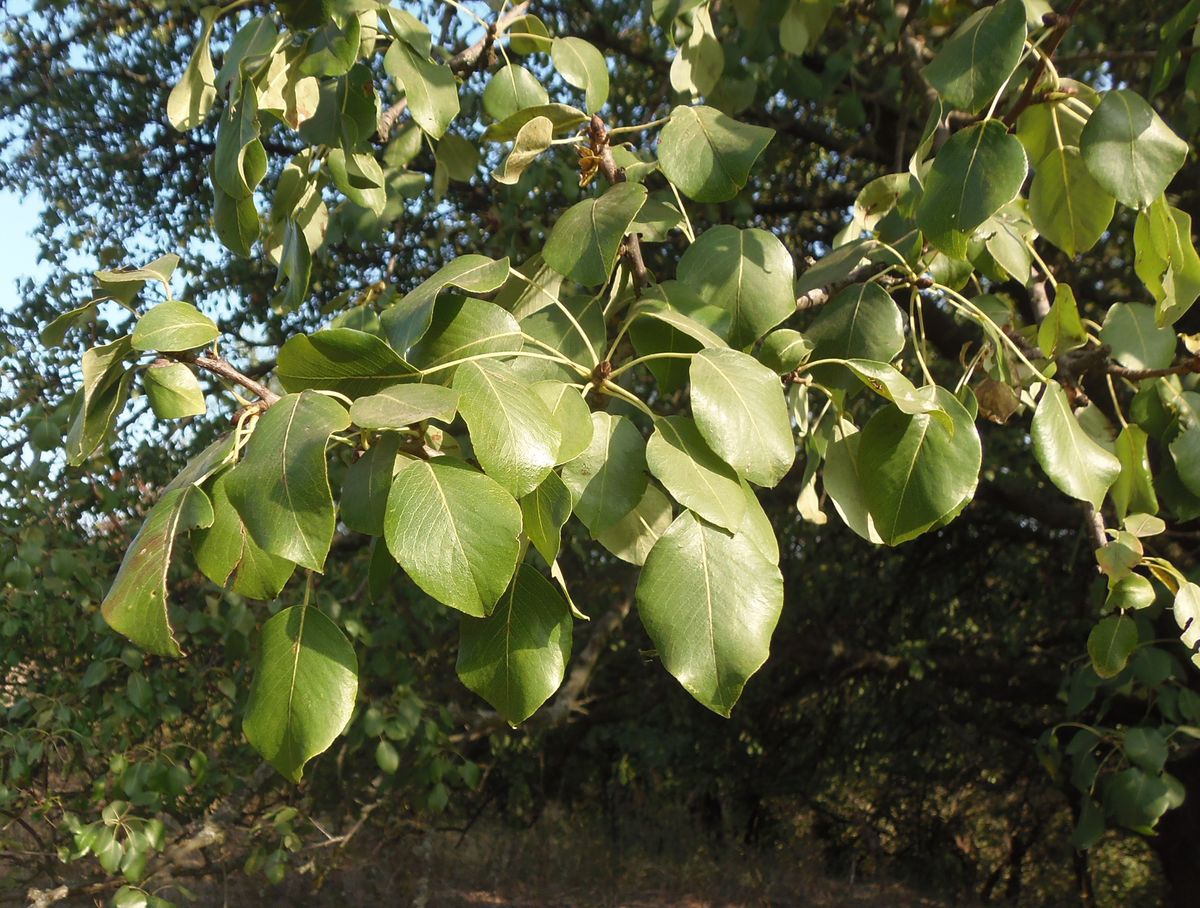 Image of Pyrus pyraster specimen.