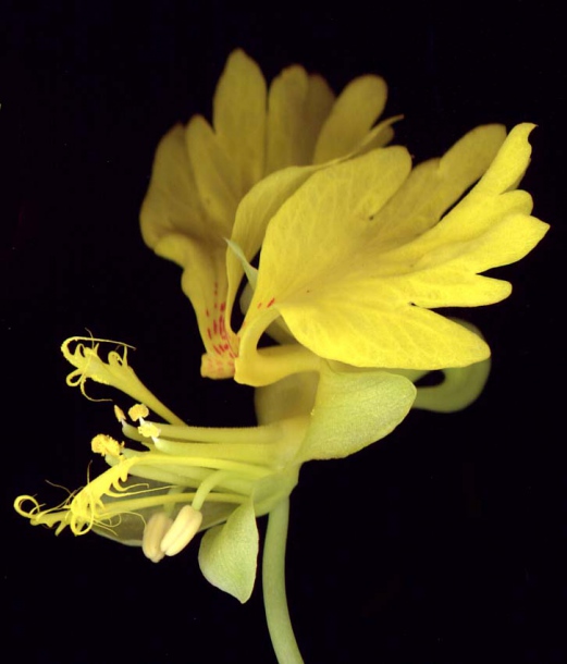 Image of Tropaeolum peregrinum specimen.