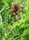 Astragalus subspecies haarbachii