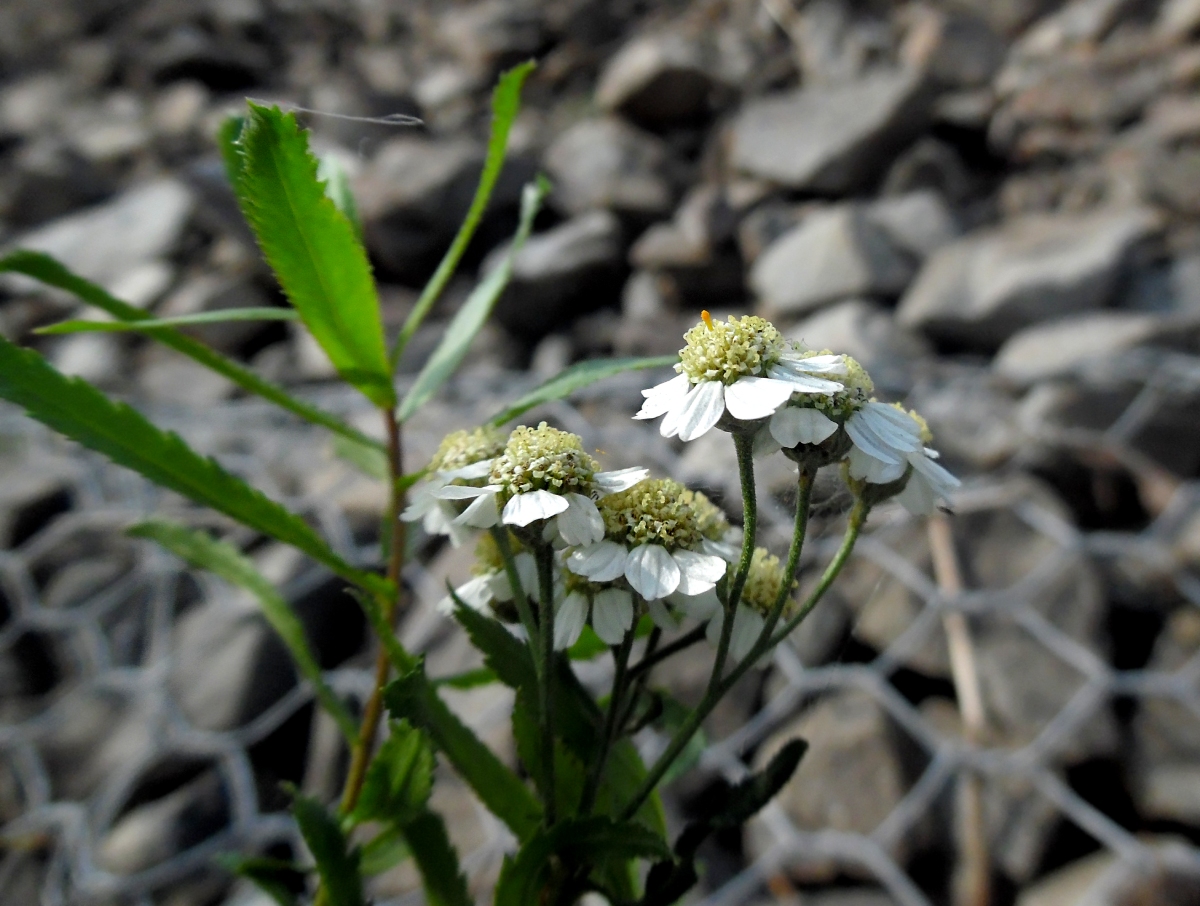 Изображение особи Achillea ptarmica.