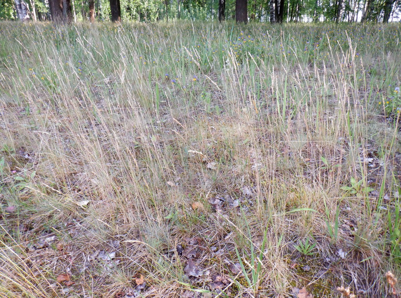 Image of genus Festuca specimen.