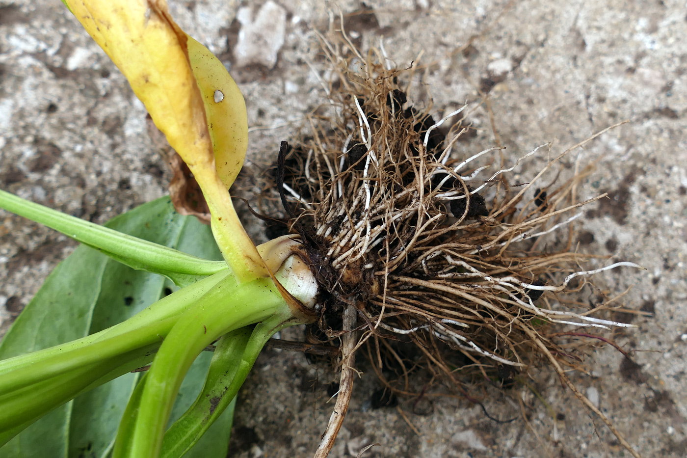 Image of Plantago major specimen.