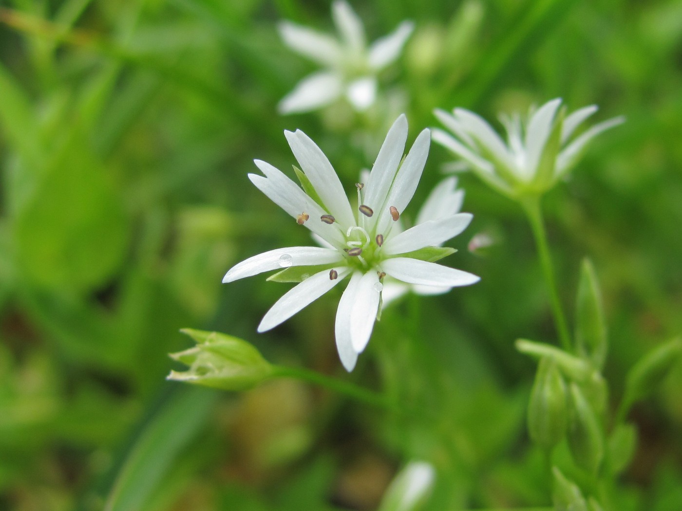 Image of Stellaria anagalloides specimen.