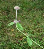 Clinopodium vulgare