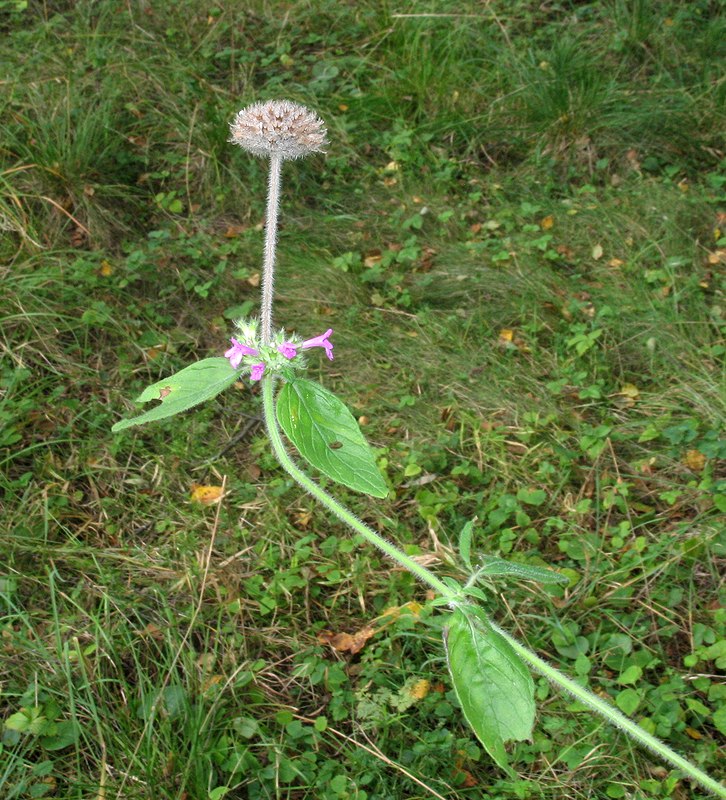 Image of Clinopodium vulgare specimen.
