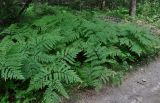 Pteridium pinetorum. Взрослые растения. Смоленская обл., Демидовский р-н, национальный парк \"Смоленское Поозерье\", побережье оз. Сапшо, опушка смешанного леса. 15.08.2020.