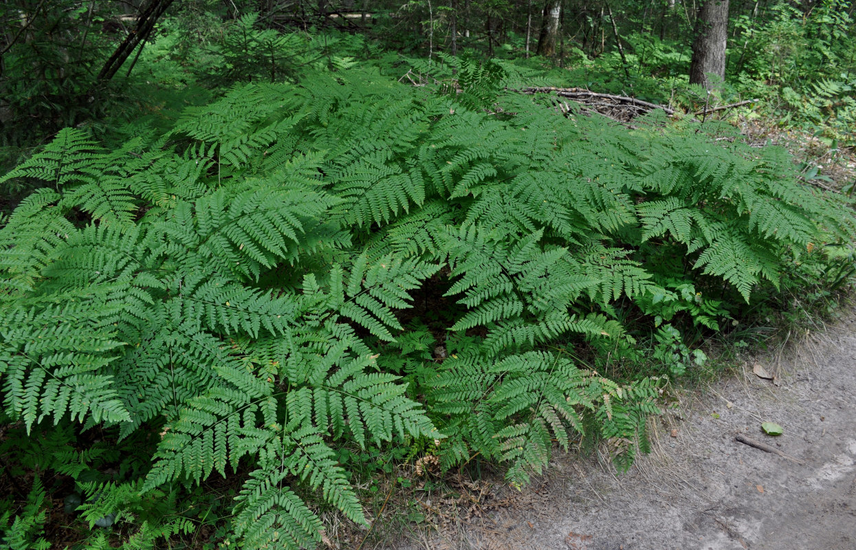 Изображение особи Pteridium pinetorum.