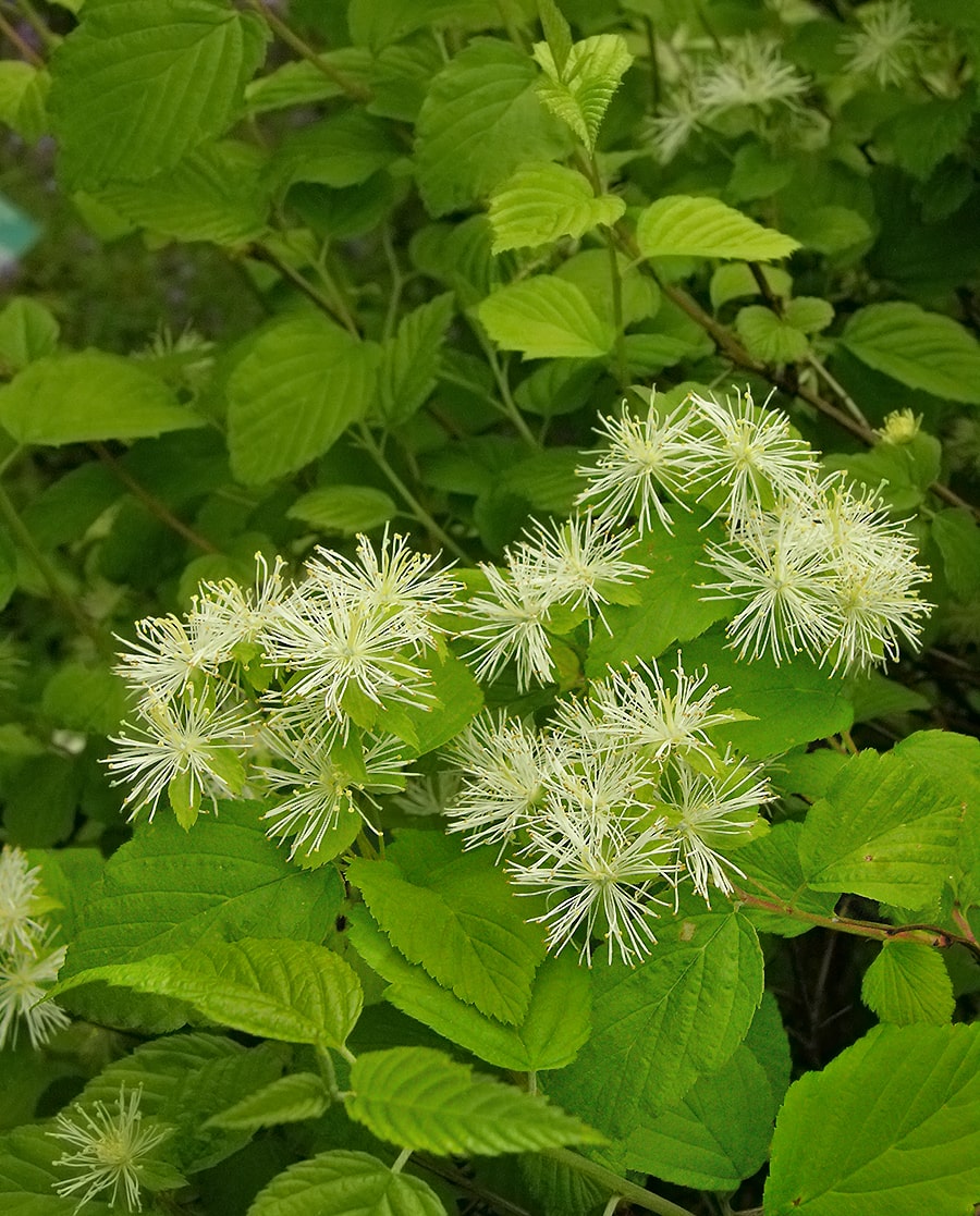 Изображение особи Neviusia alabamensis.