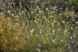 Pycnocomon rutifolium