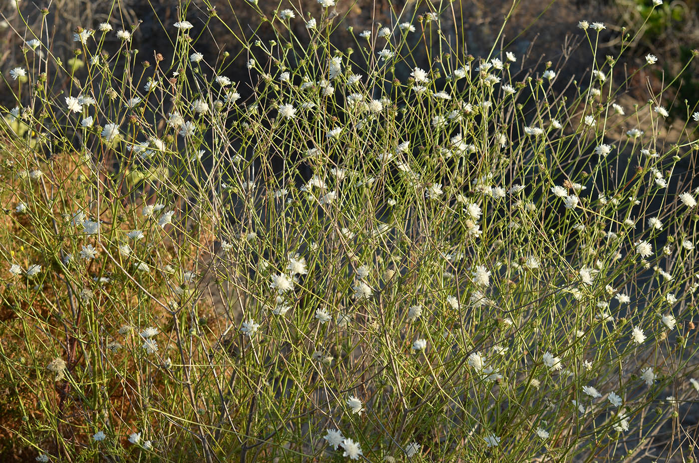 Изображение особи Pycnocomon rutifolium.