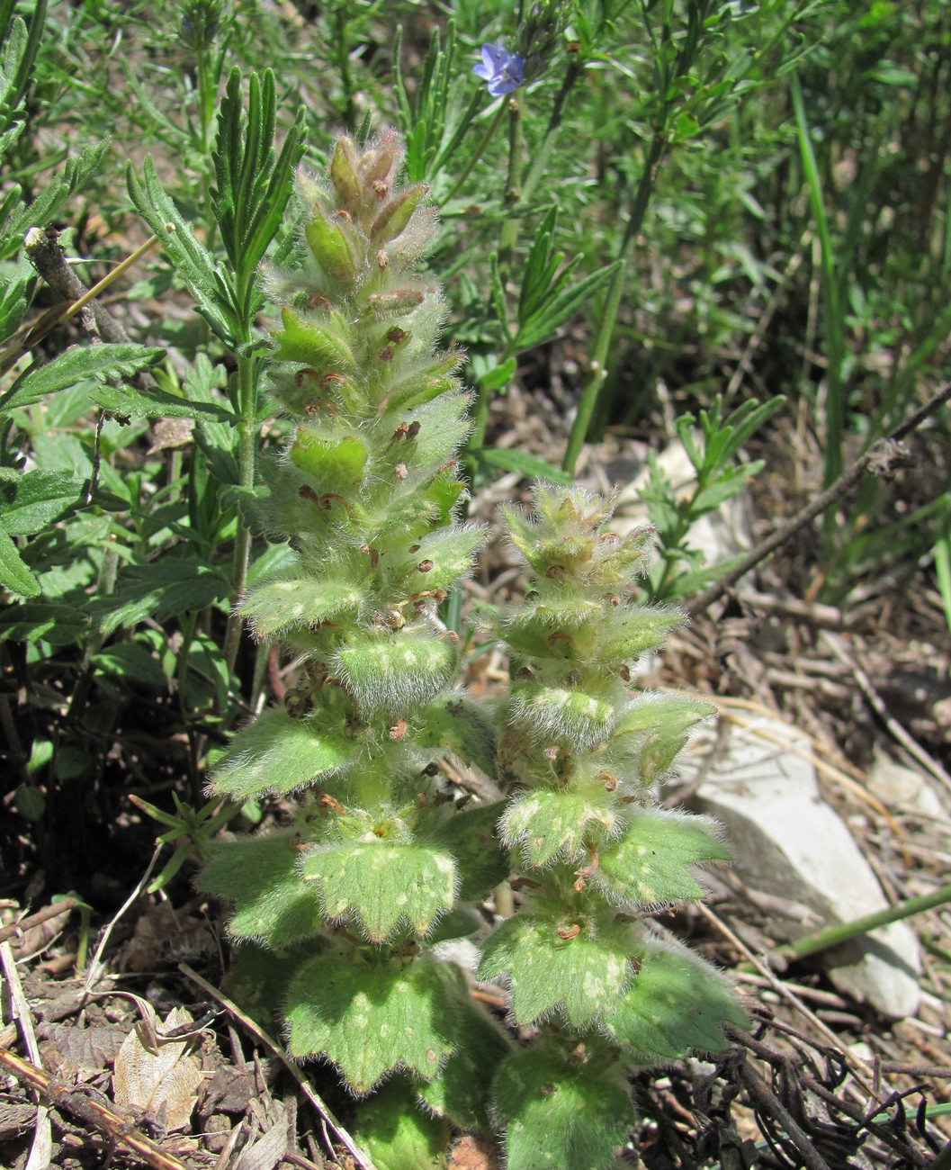 Image of Ajuga orientalis specimen.