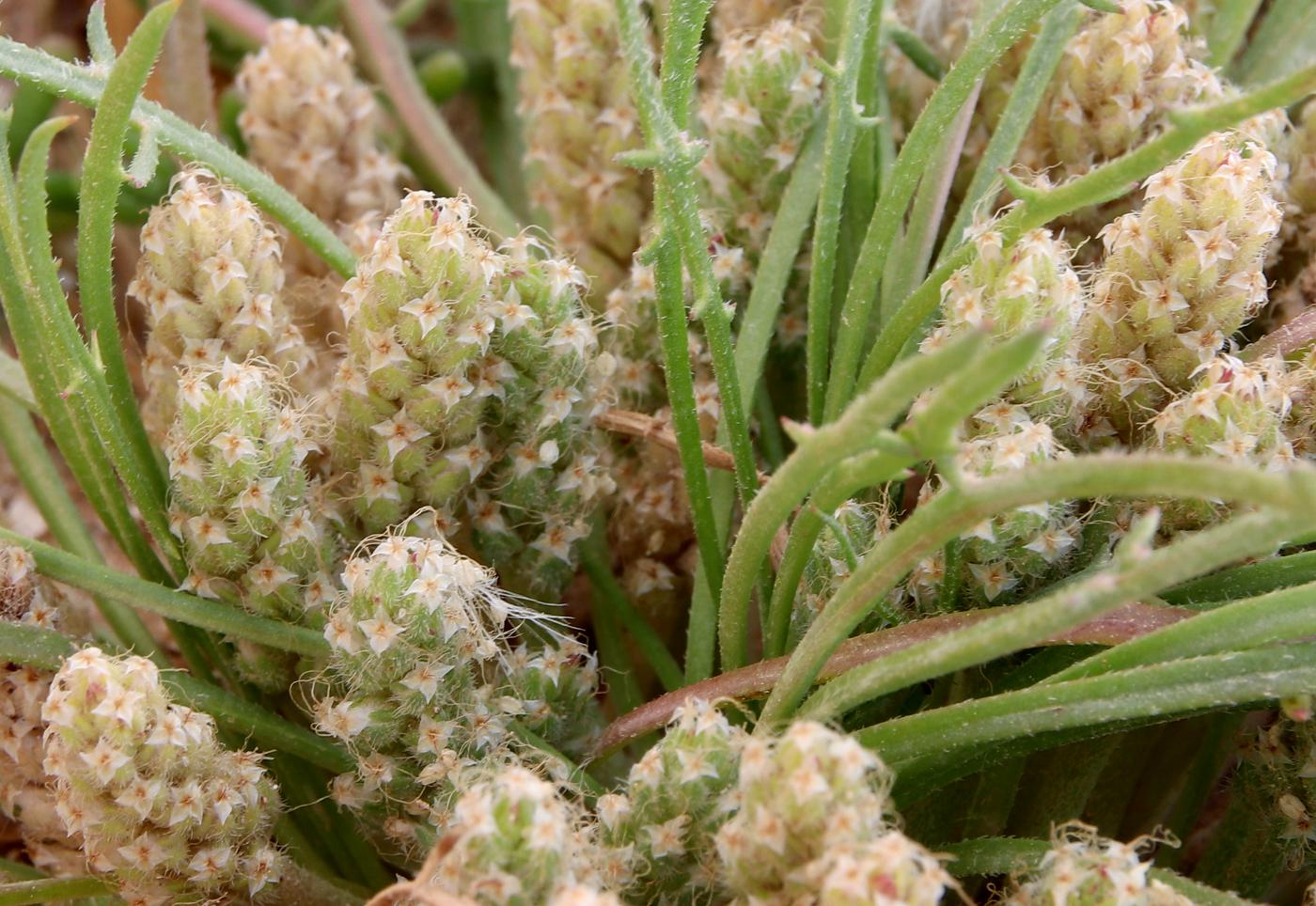Image of Plantago crypsoides specimen.