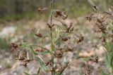 Hesperis tristis