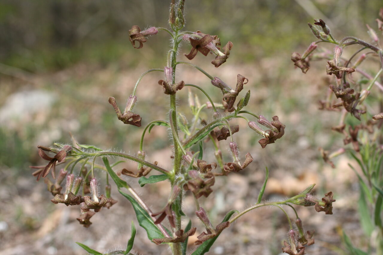 Изображение особи Hesperis tristis.