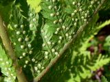 Dryopteris assimilis. Доли второго порядка с сорусами. Свердловская обл., окр. г. Североуральск, подножие Сосьвинского хребта, долина р. Большая Сосьва, смешанный лес. 29.06.2010.