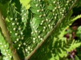 Dryopteris assimilis