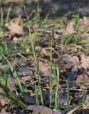 Carex pilosa