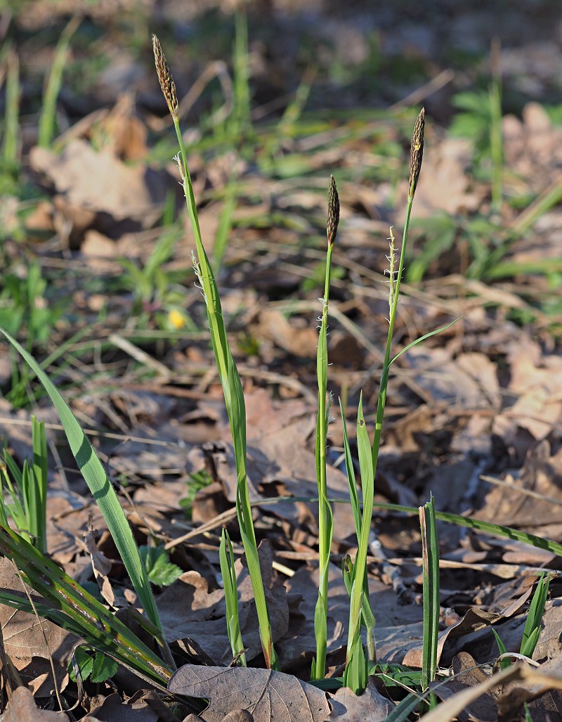 Изображение особи Carex pilosa.