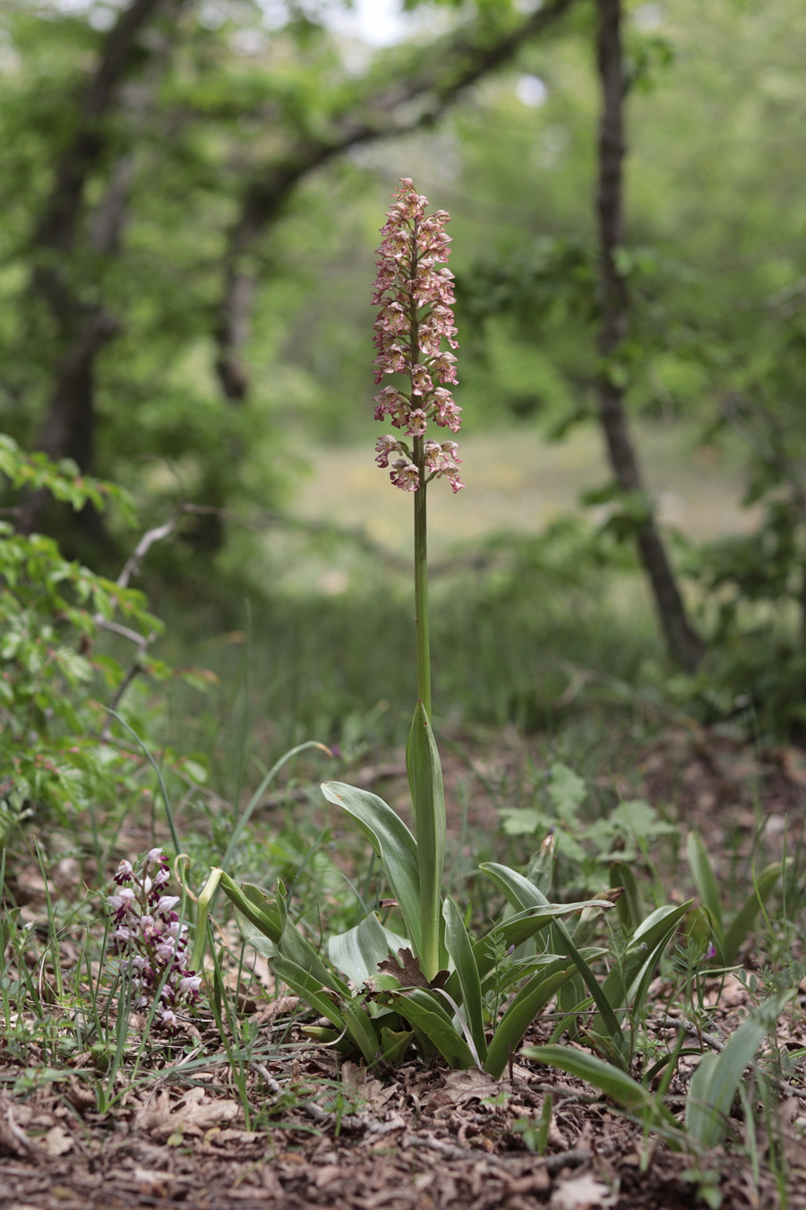 Изображение особи Orchis &times; wulffiana.