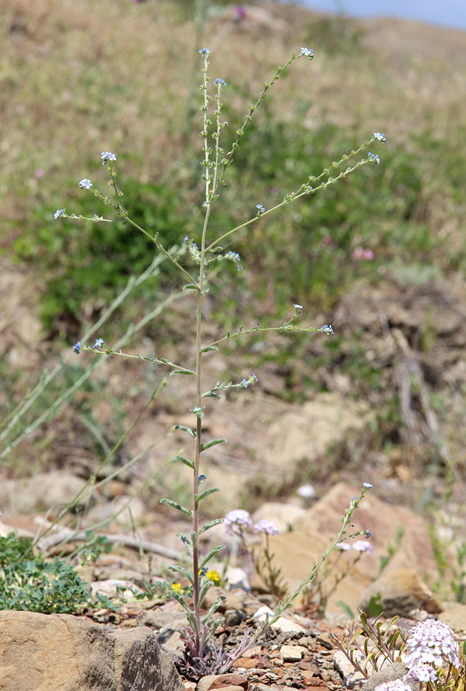 Image of Lappula barbata specimen.