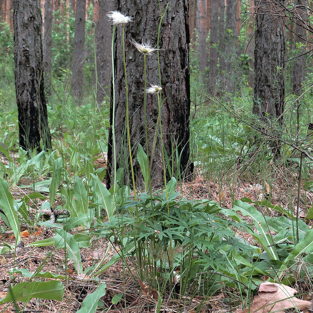 Image of Pulsatilla patens specimen.