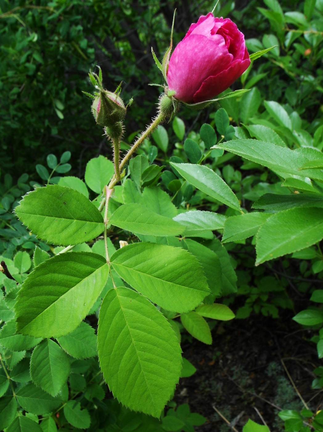 Изображение особи Rosa damascena.