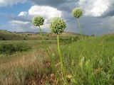 Allium drobovii