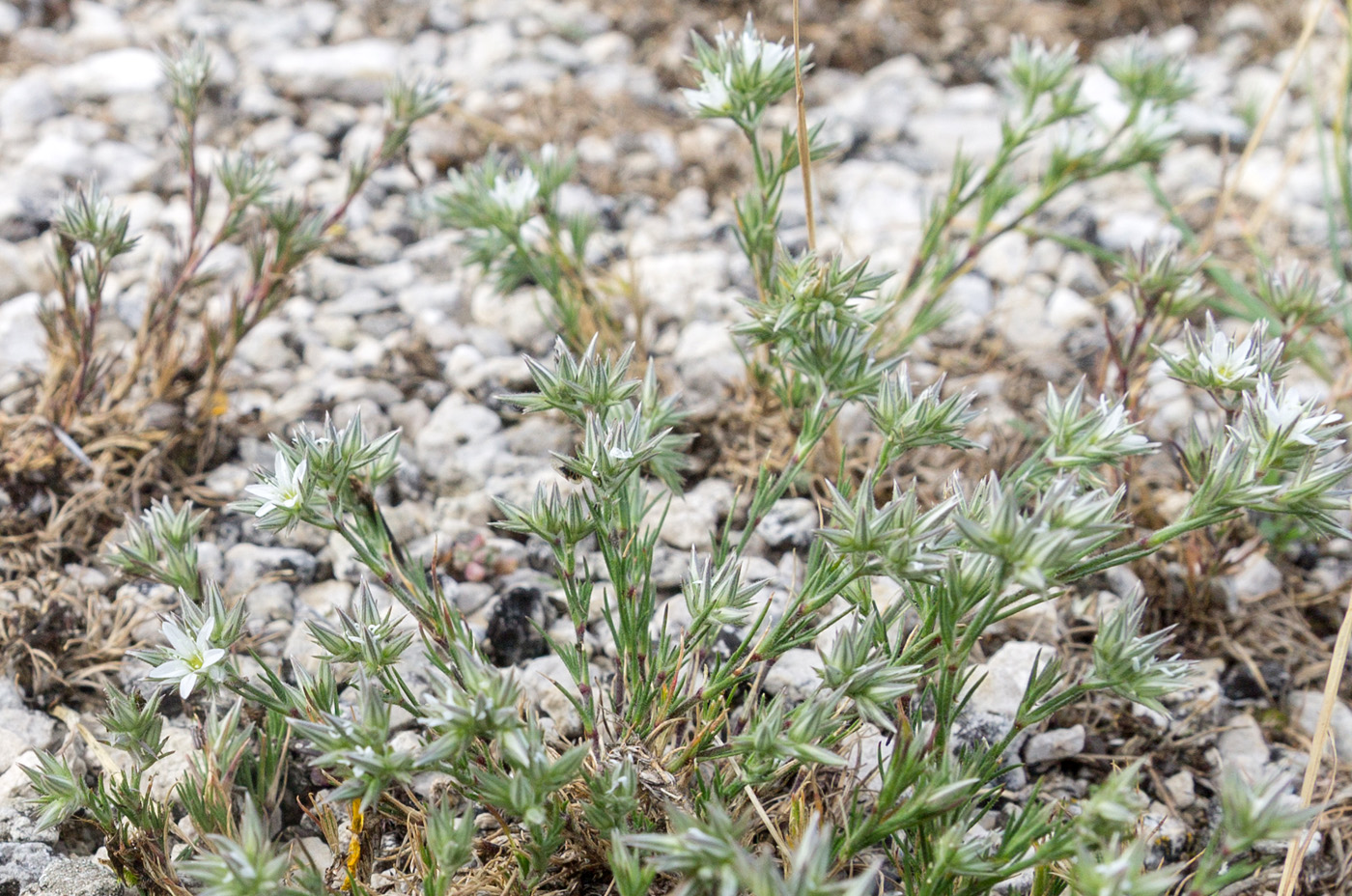 Image of Minuartia glomerata specimen.